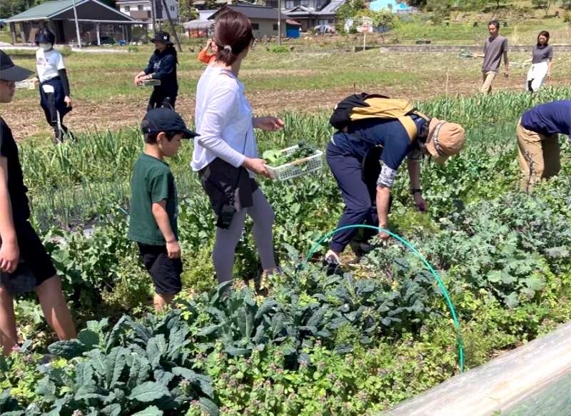 ときがわ町の畑ヨガの後に行われたお野菜収穫の様子